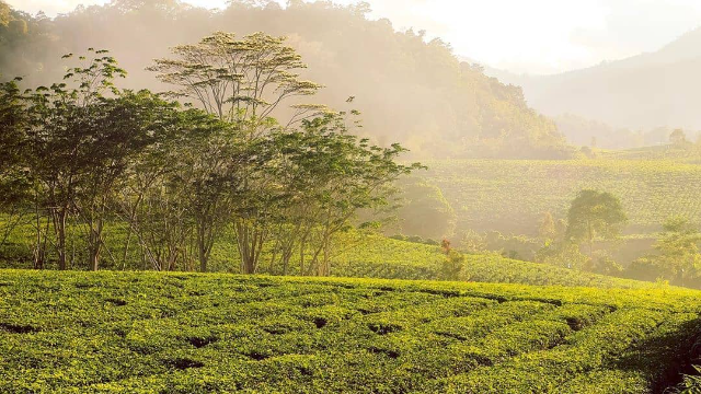 Kebun Teh Liki: Pesona Perkebunan Hijau